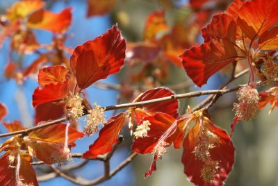 Fagus sylvatica 'Purpurea'- buk lesní 'Purpurea' (červený) - jarní větévka